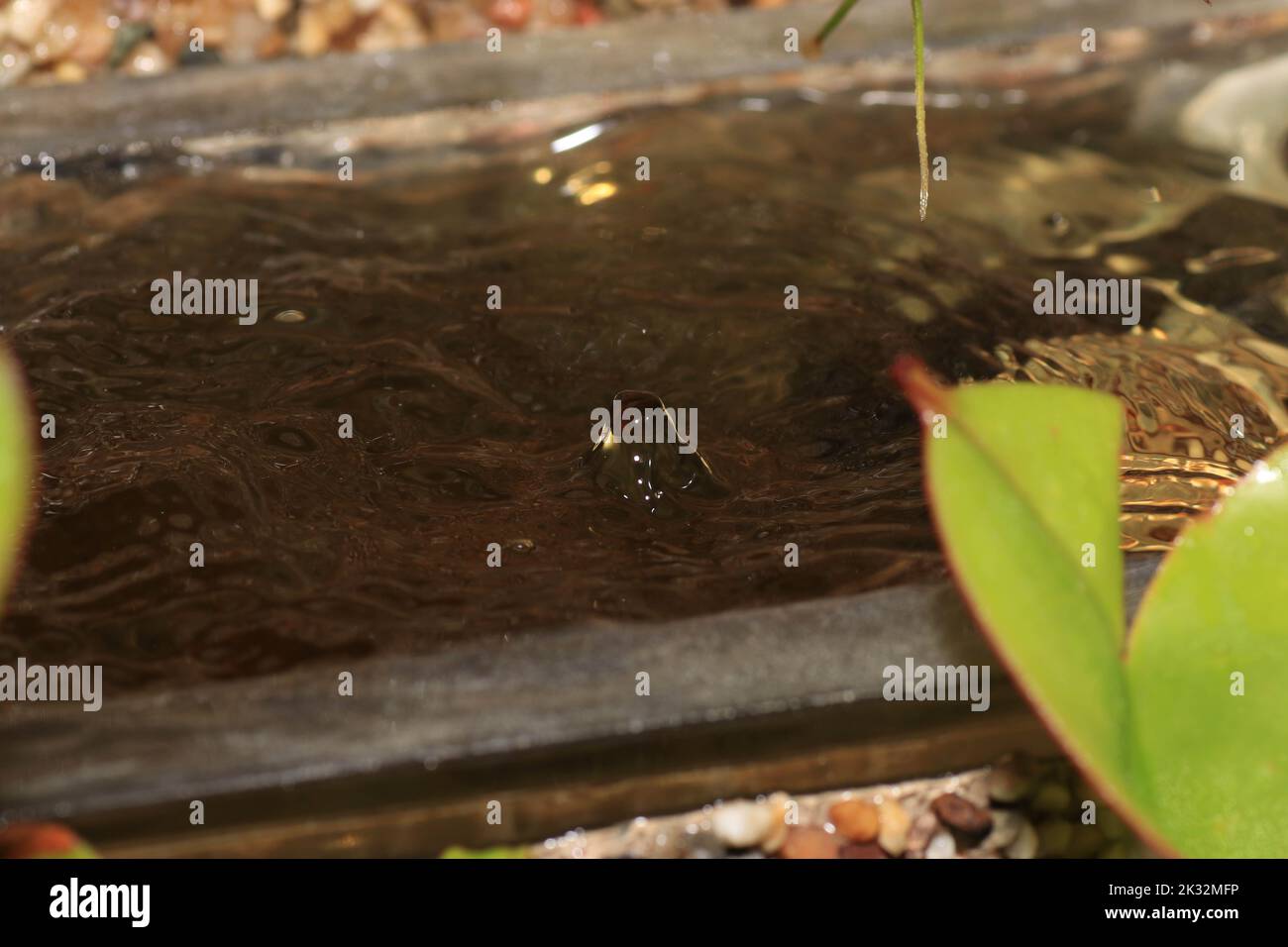 Garden pond with aquatic plants and water and lots of vegetation in green nature Stock Photo