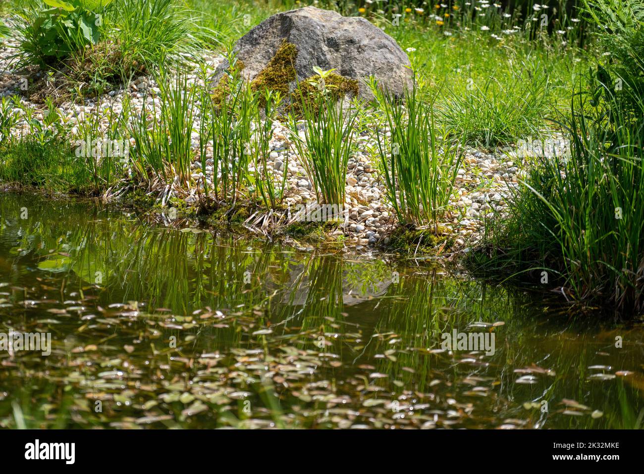 Garden pond with aquatic plants and water and lots of vegetation in green nature Stock Photo