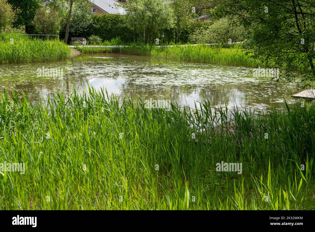 Garden pond with aquatic plants and water and lots of vegetation in green nature Stock Photo