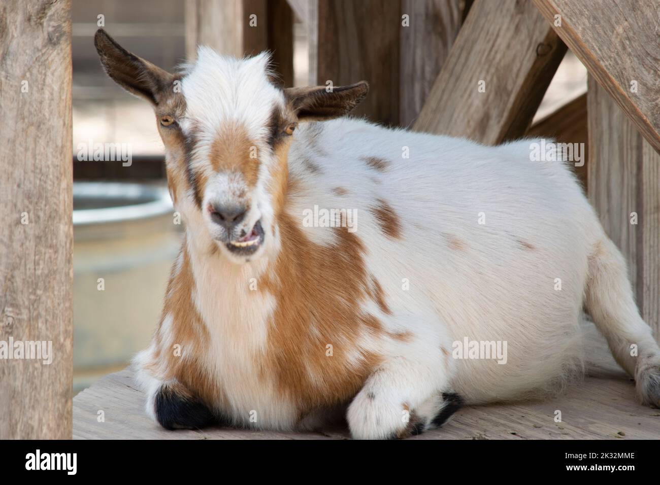 A funny white goat with brown spots laying and chewing food in the ...