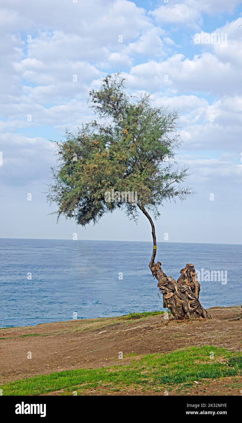 tree on Israeli sea beach Stock Photo