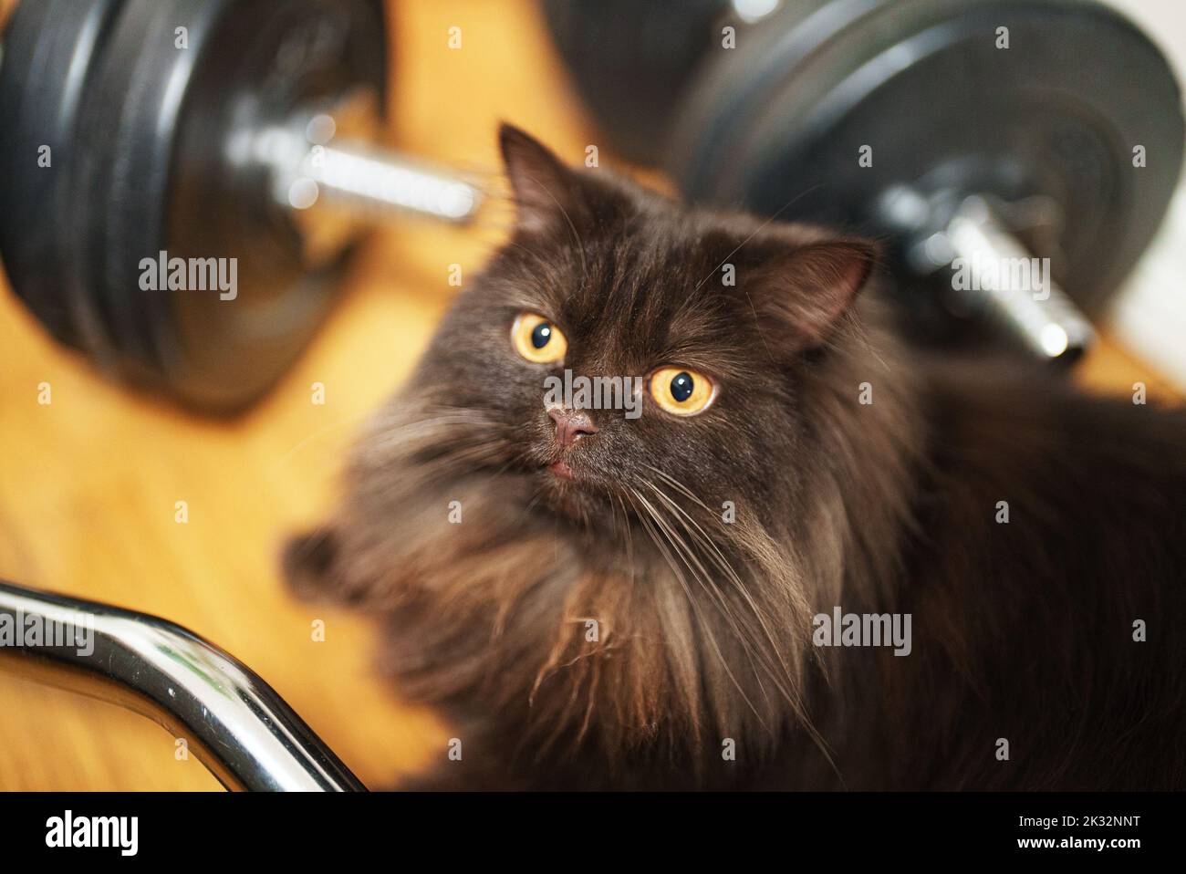 Portrait of cute young kitten. Scottish Fold. Stock Photo