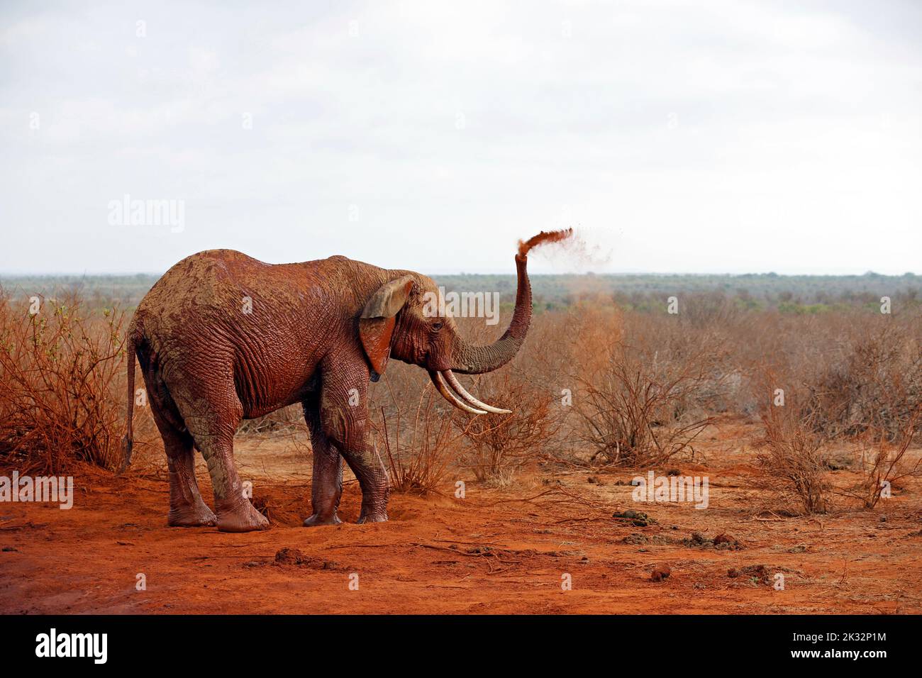 Elephant Showering itself with Red Dust. (First image in a series of five). Tsavo East, Kenya Stock Photo