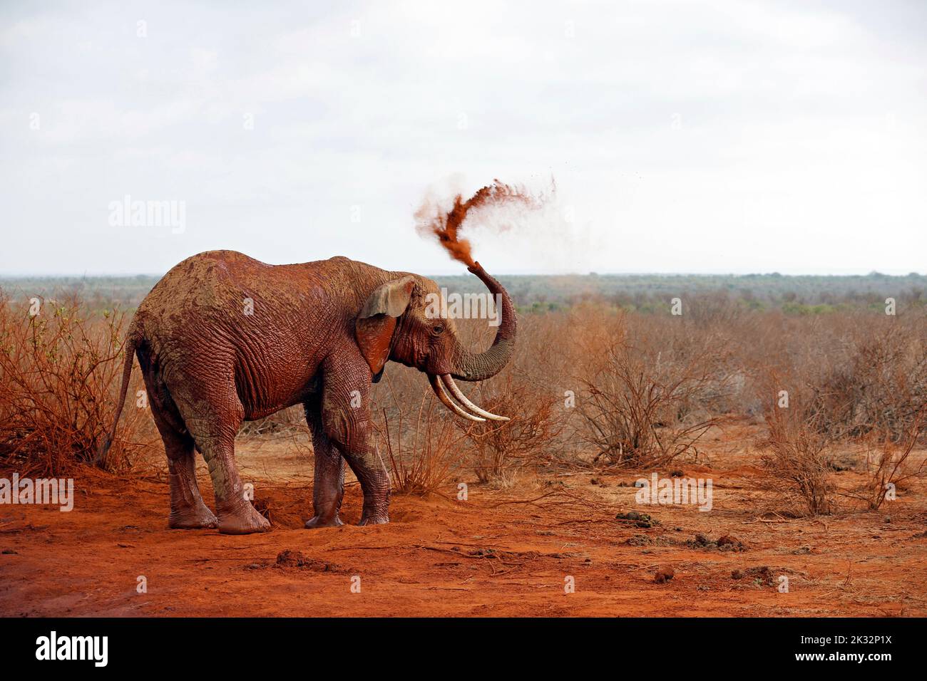Elephant Showering itself with Red Dust. (Second image in a series of five). Tsavo East, Kenya Stock Photo