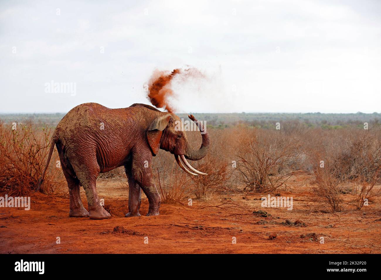 Elephant Showering itself with Red Dust. (Third image in a series of five). Tsavo East, Kenya Stock Photo