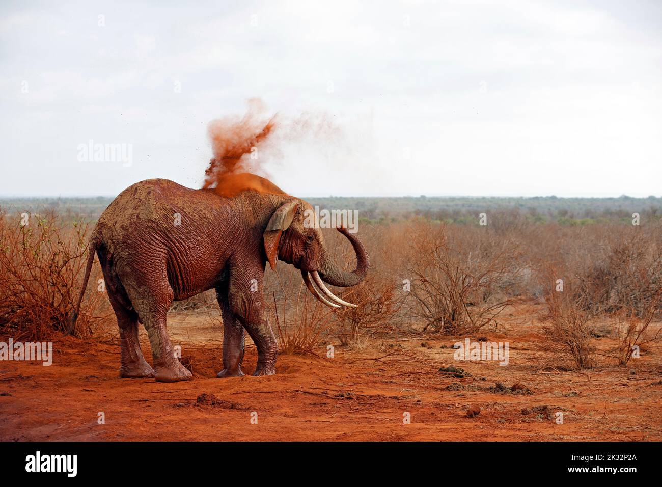 Elephant Showering itself with Red Dust. (First image in a series of five). Tsavo East, Kenya Stock Photo