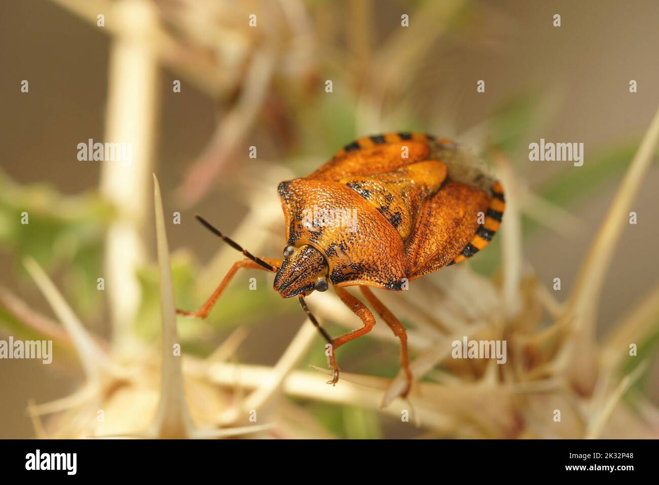 One of the more colorful, orange colored bugs in Southern France , Carpocoris mediterraneus Stock Photo