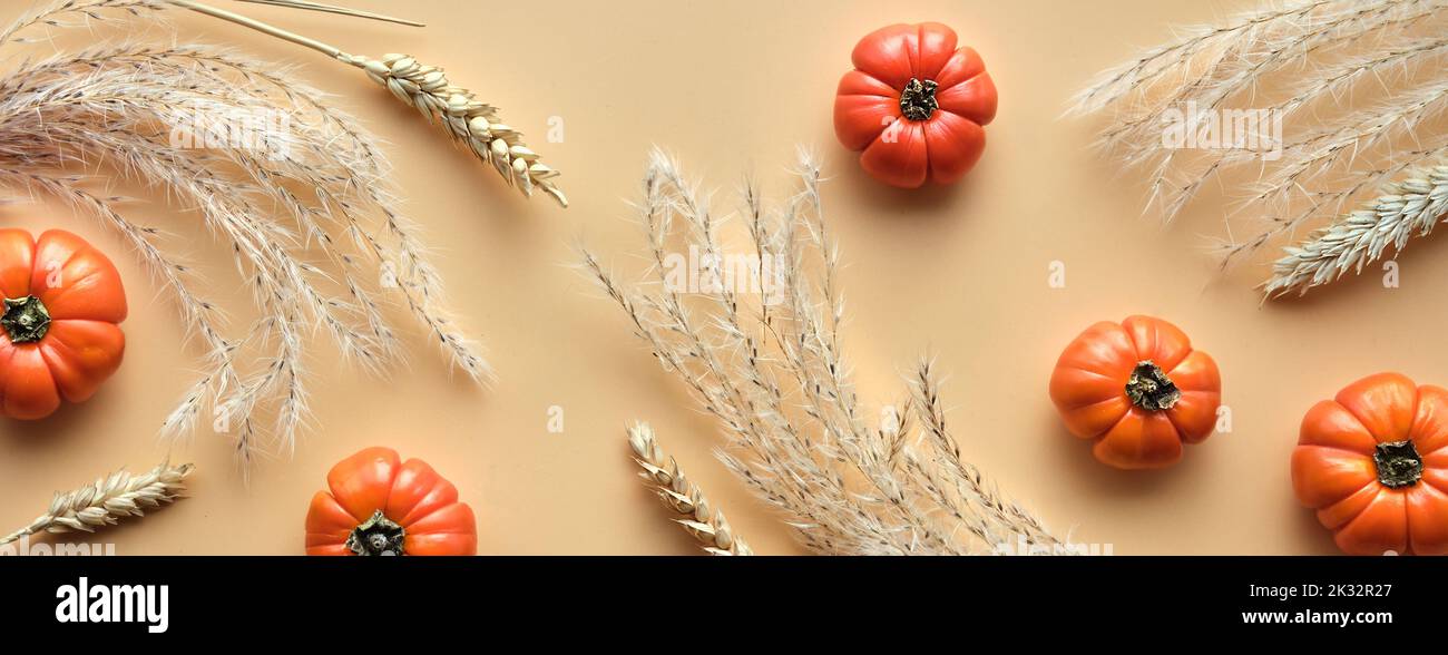 Autumntime background with tiny orange pumpkins, dry pampas grass and wheat ears. Flat lay, top view on orange paper. Monochromatic Fall simple Stock Photo