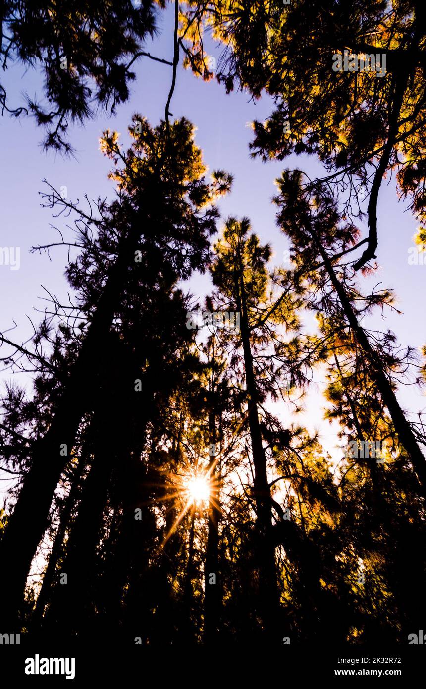 A low-angle shot of sun shining through the trees in a forest Stock ...