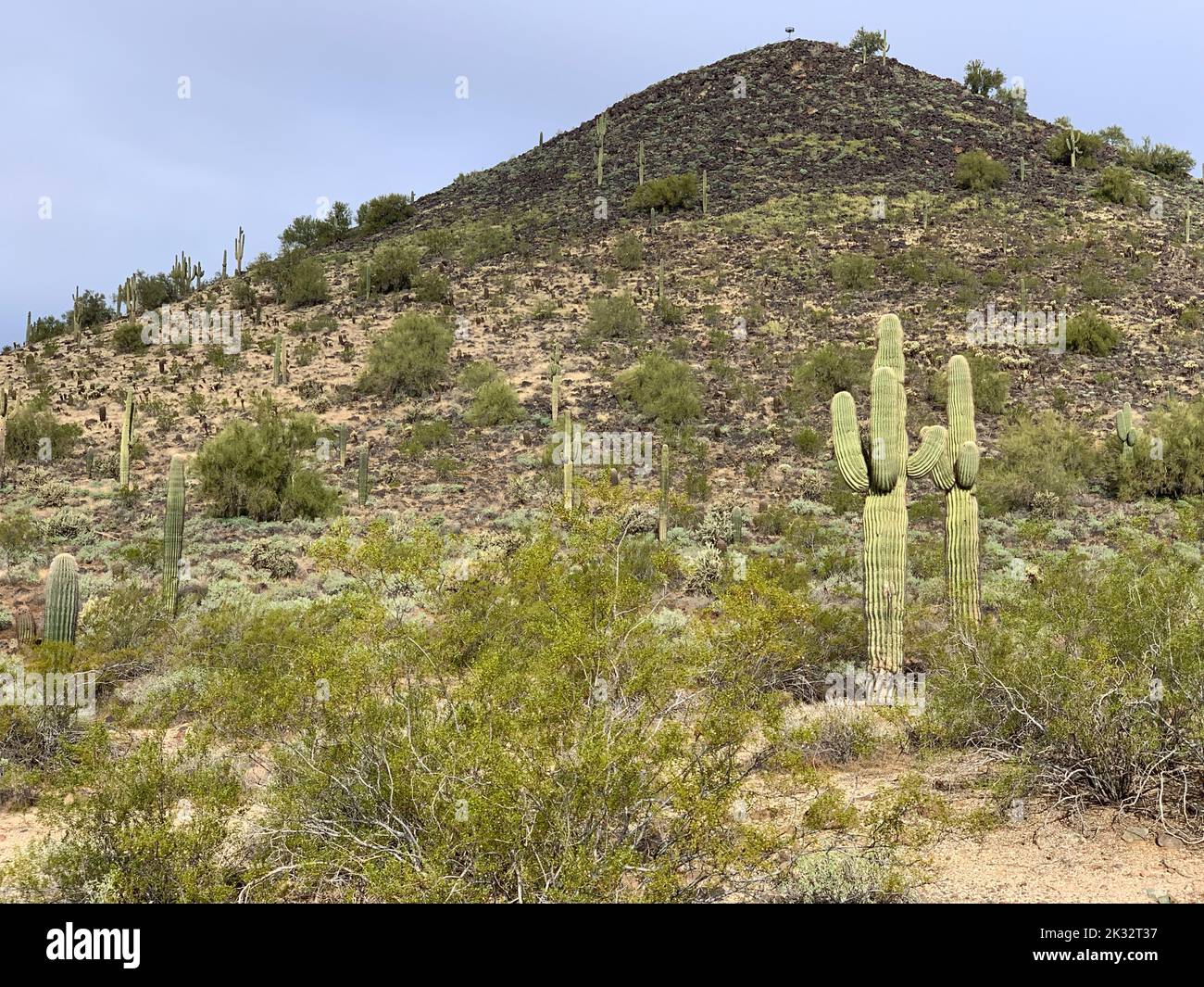 A beautiful shot of the Sonoran Desert with Saguaro cactus in Phoenix ...