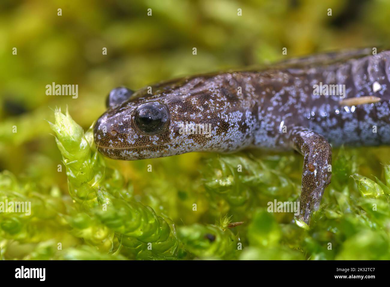 Closeup on a brilliant blue juvenile Northeast Salamander , Hynobius lichenatus, endemic to Japan only sitting on green moss Stock Photo