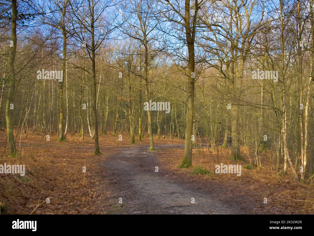 bare trees in ashdown forest in winter in east sussex Stock Photo