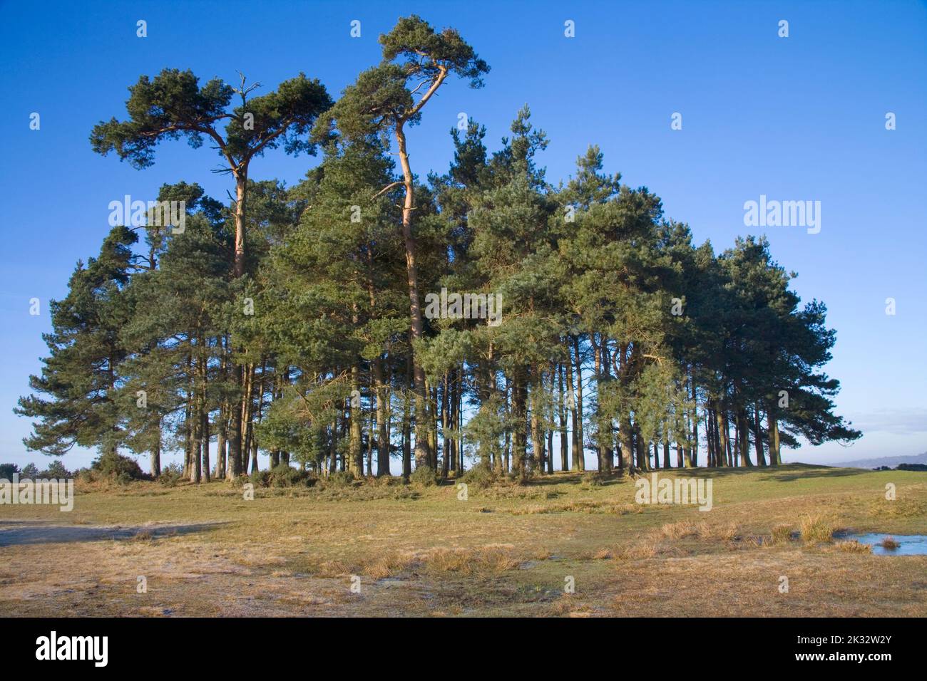 camp hill clump of trees in winter in the ashdown forest east sussex Stock Photo