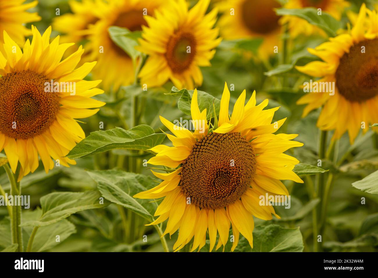 Sunflower field landscape. field of blooming sunflowers on a background ...