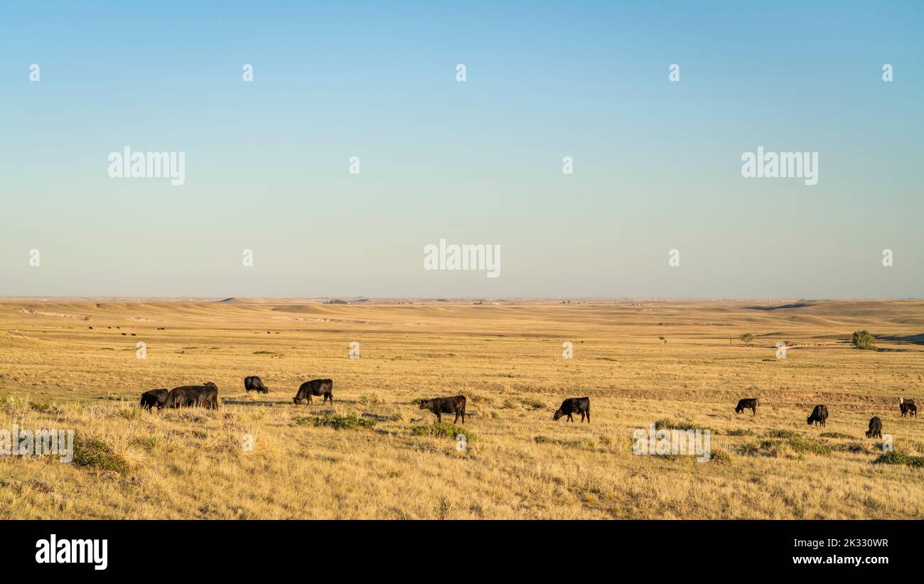 cattle grazing on a Colorado prairie, Soapstone Prairie Natural Area Stock Photo