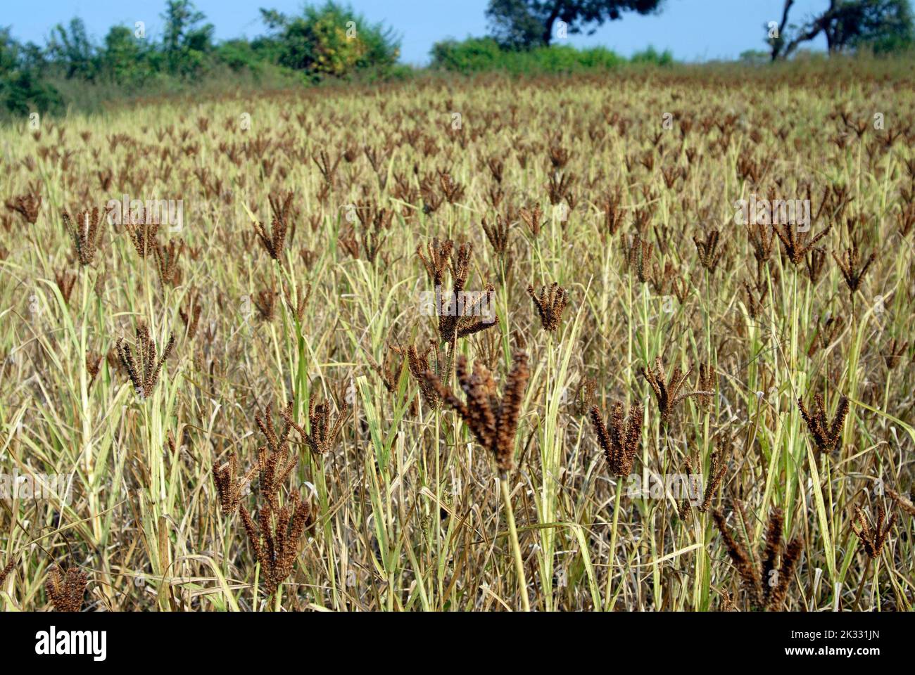 Crop Finger Millet local name Nachne at Dapoli district Ratnagiri state
