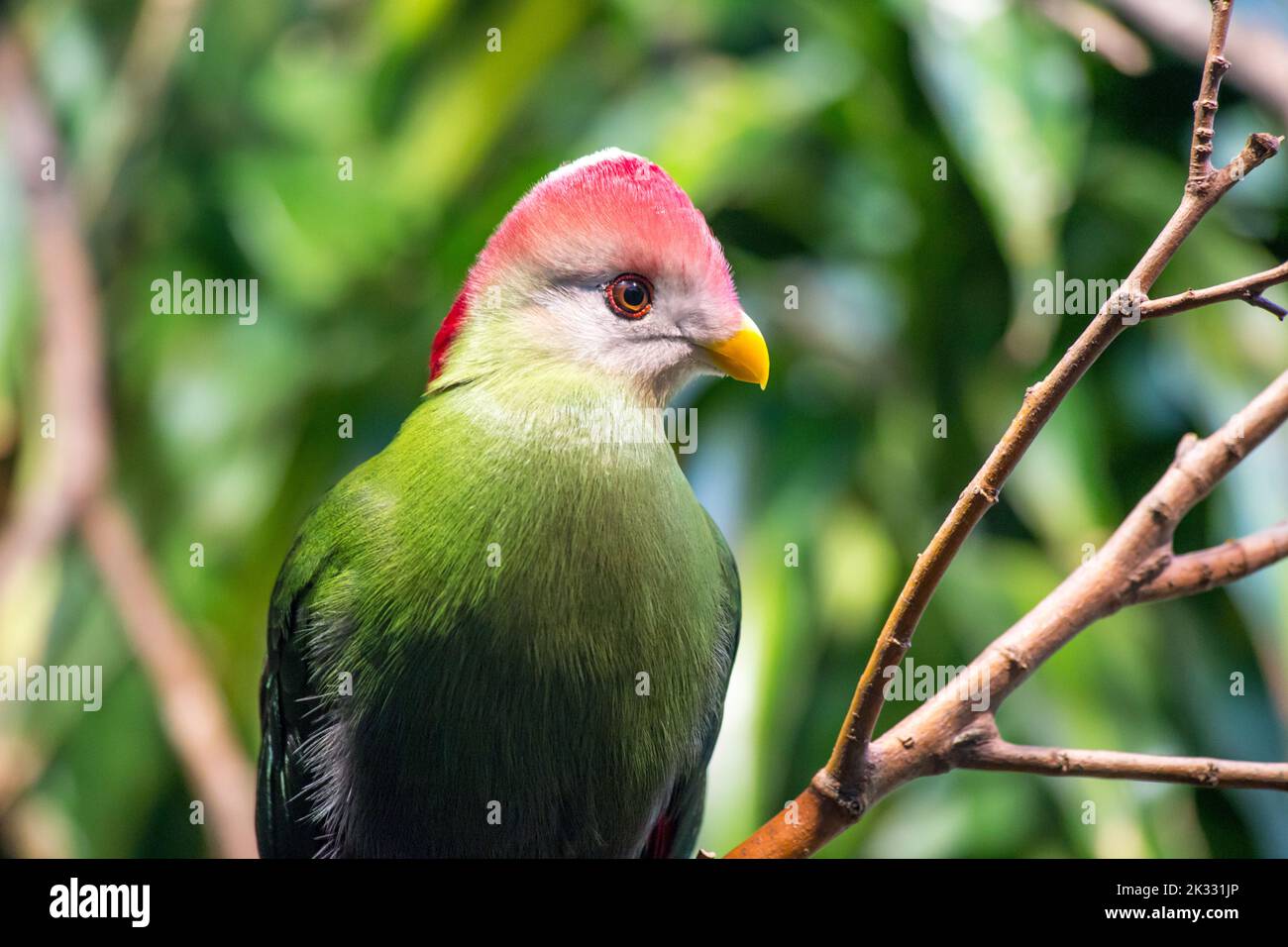 Red-crested Turaco bird in Barcelona zoo, Barcelona, Spain Stock Photo