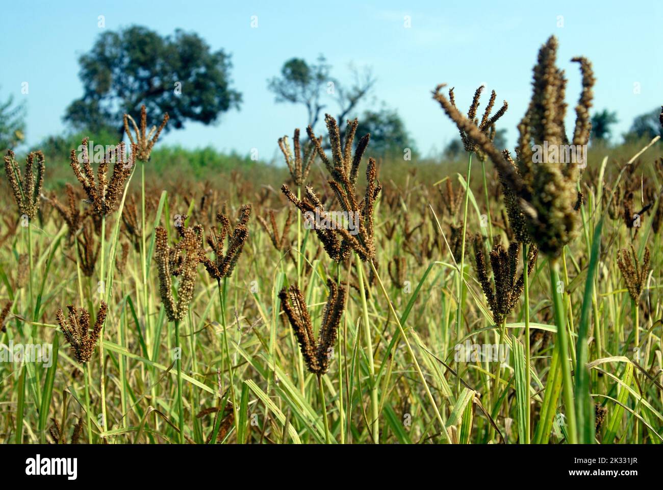 Crop Finger Millet local name Nachne at Dapoli district Ratnagiri state Maharashtra India Stock Photo