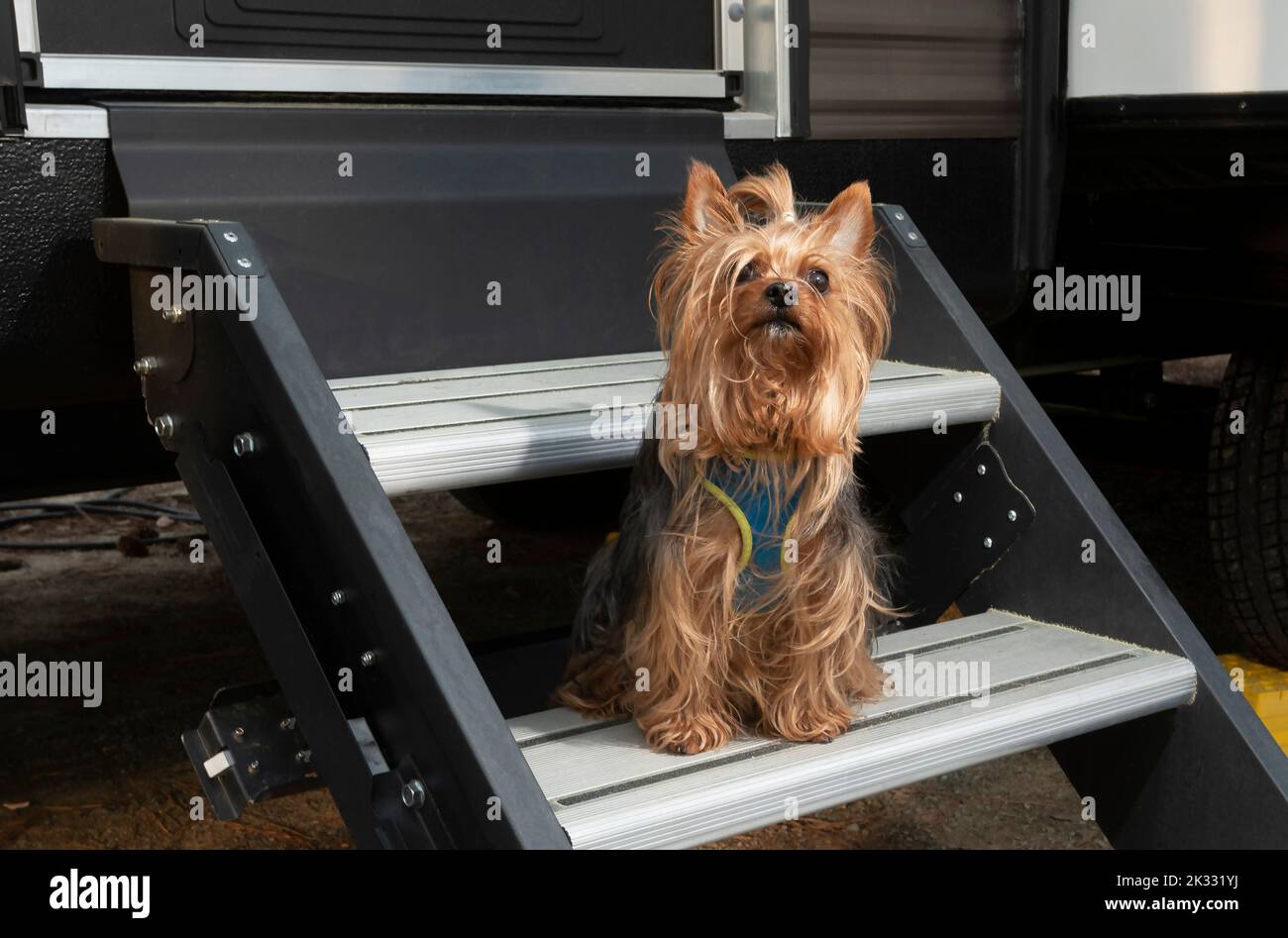 Yorkshire terrier dog on stairs hi-res stock photography and images - Alamy