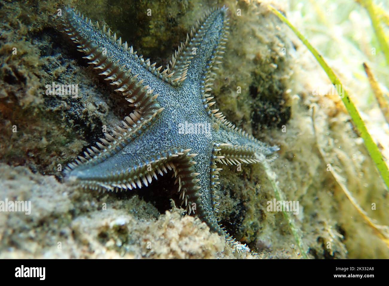 Underwater image of Mediterranean sand sea-star Stock Photo