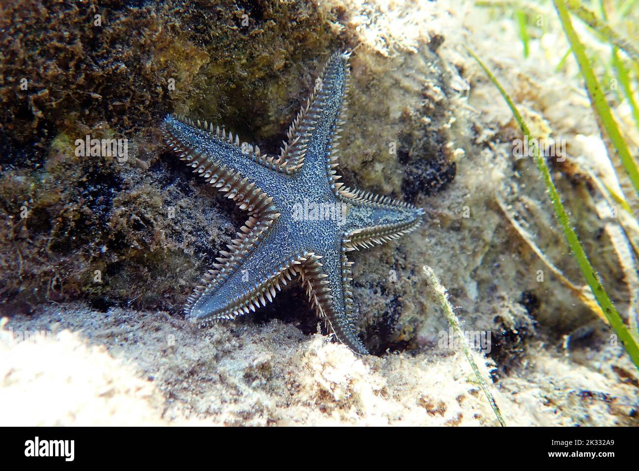 Underwater image of Mediterranean sand sea-star Stock Photo