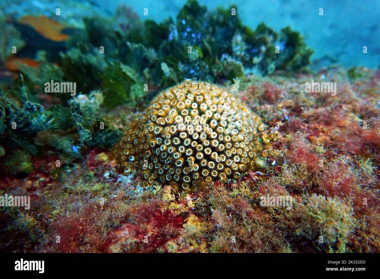 Pillow or cushion coral in to the Mediterranean sea - Cladocora caespitosa Stock Photo