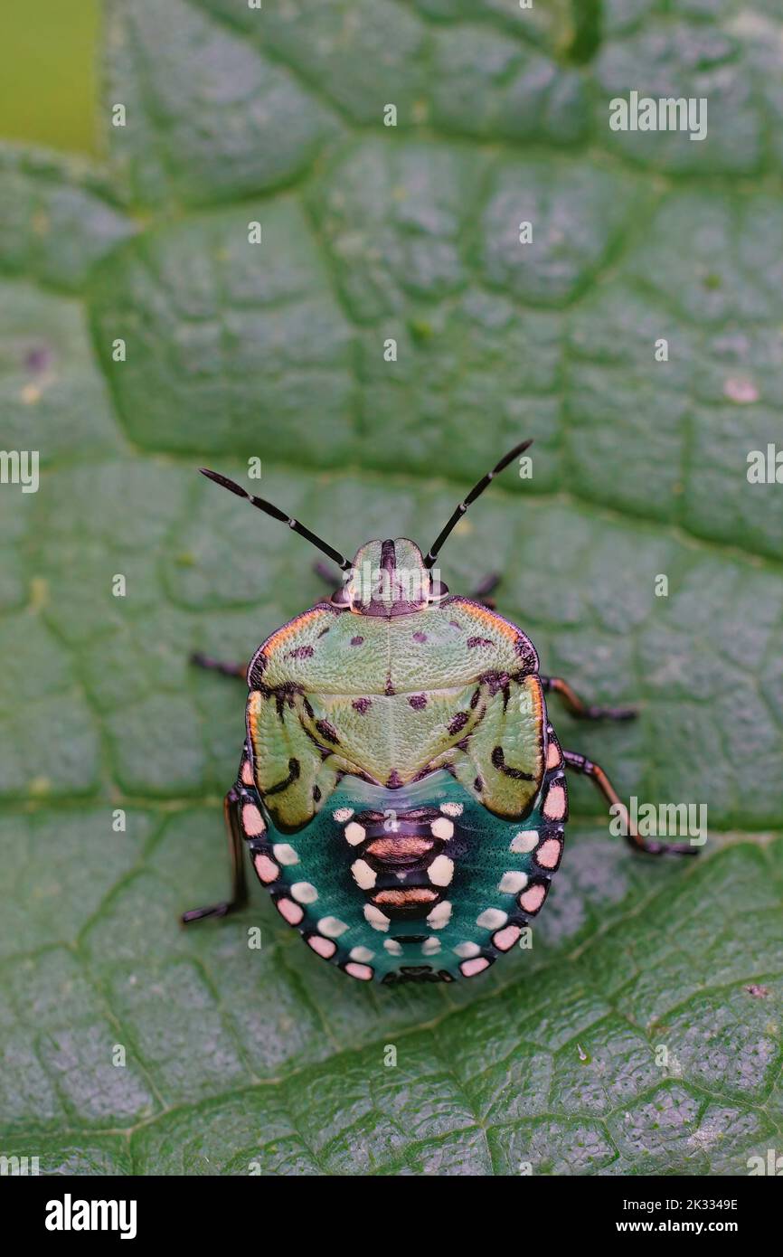 Vertical closeup on a colorful nymph of the Southern green shieldbug, Nezara virudula sitting on a green leaf in the garden Stock Photo