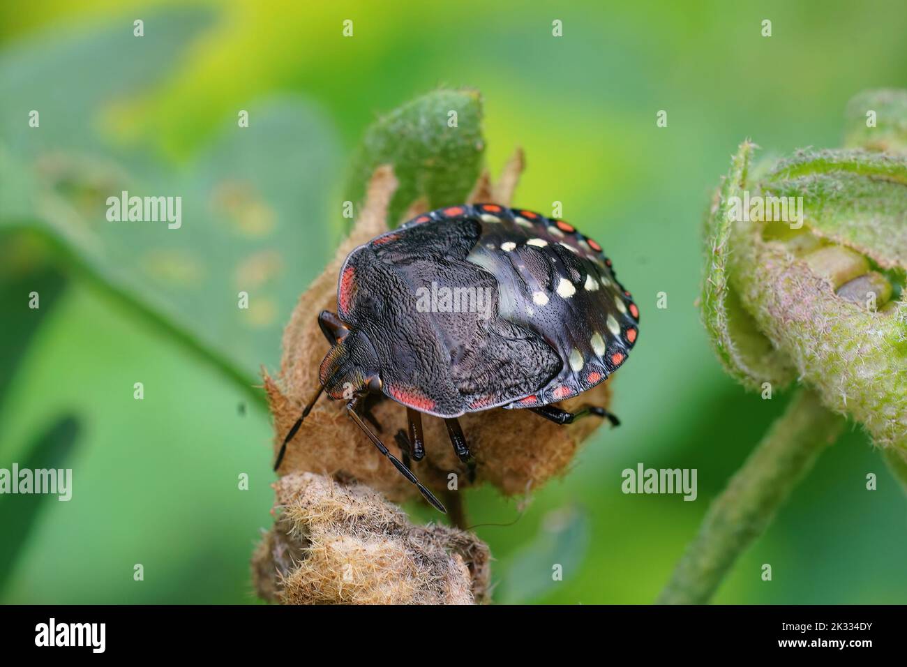 Horizontal closeup on a colorful nymph of the Southern green shieldbug, Nezara virudula sitting on a green leaf in the garden Stock Photo