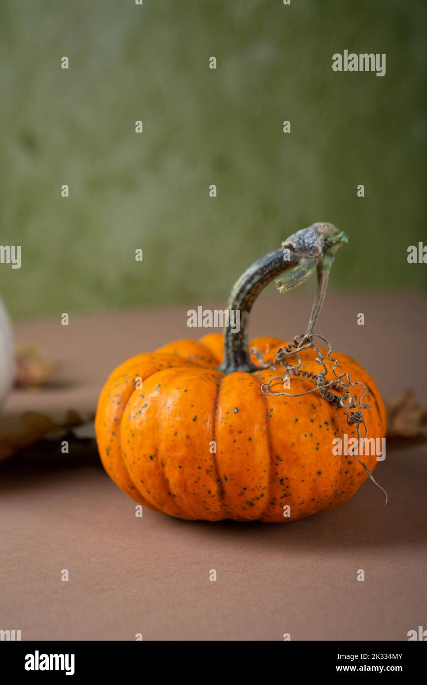 One small orange pumpkin holiday concept autumn Stock Photo