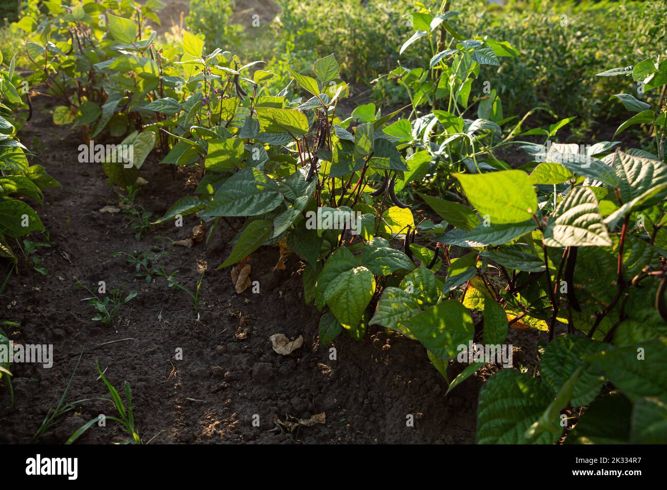Vegetables garden green beans in sunlight gardening and homegrown produce Stock Photo