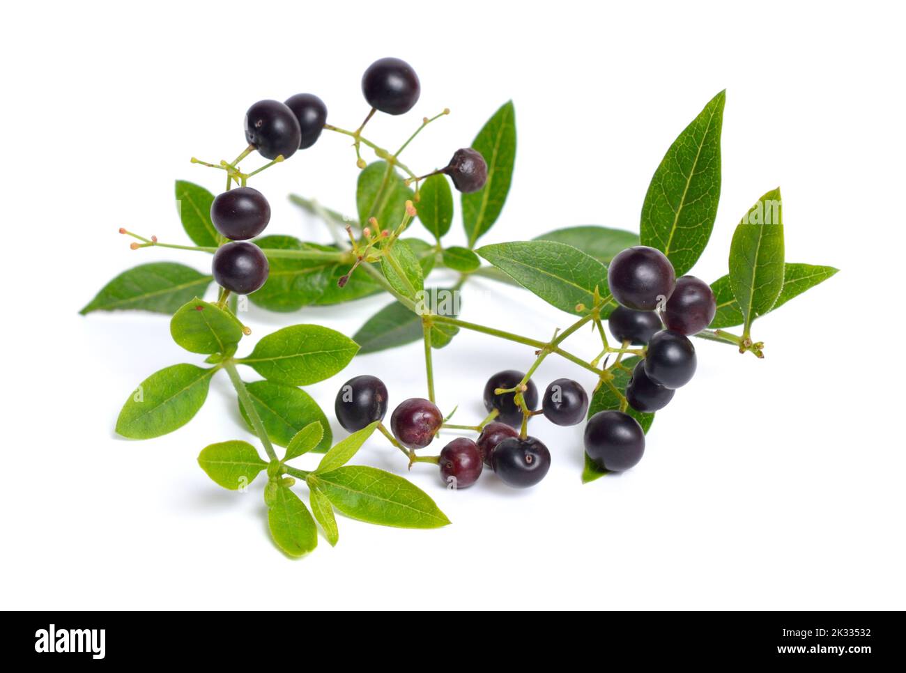 Rubia tinctorum, the rose madder or common madder or dyer's madder. Isolated on white background, Stock Photo