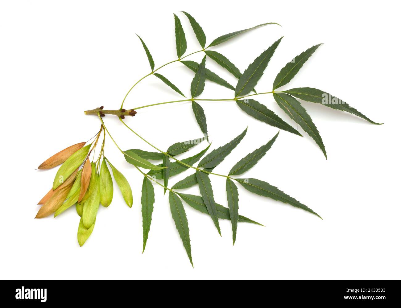 Fraxinus angustifolia, the narrow-leaved ash. Isolated on white. Stock Photo