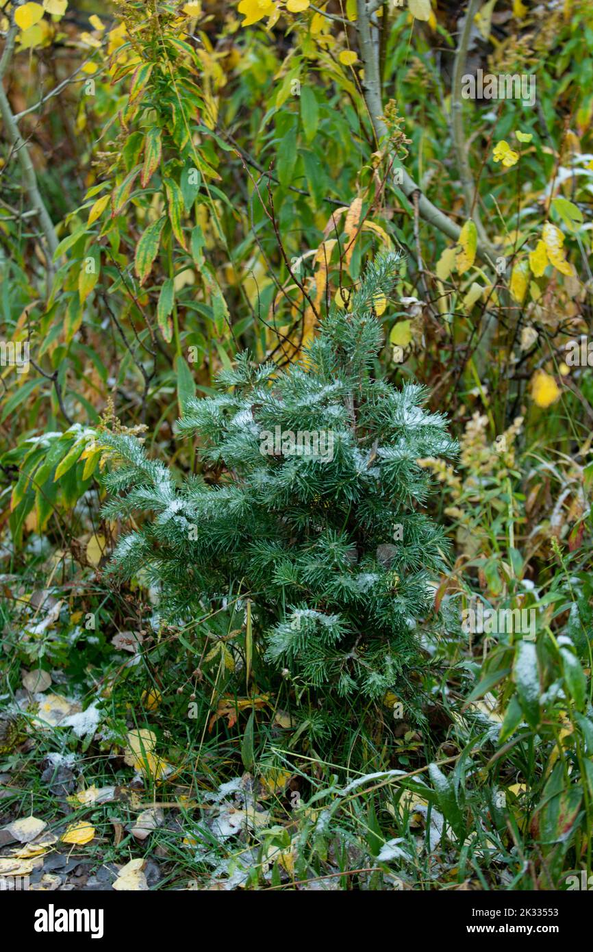 A closeup of a false cypress plant in an autumn forest Stock Photo