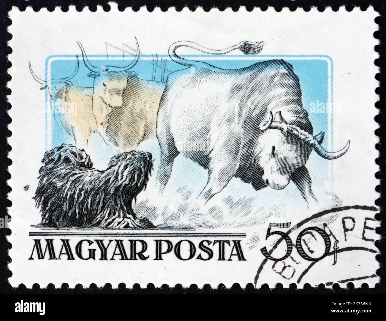 HUNGARY - CIRCA 1956: a stamp printed in Hungary shows puli and steer, puli is a breed of Hungarian herding and livestock guarding dog known for its l Stock Photo