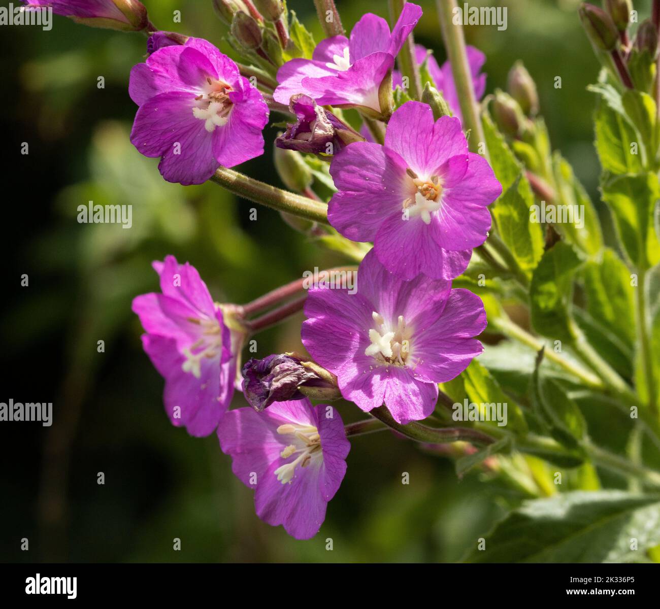 Also known as Codlins and Cream, the Great Willowherb is a common perennial of well water soils. They are common on the fringes of rivers and lakes Stock Photo