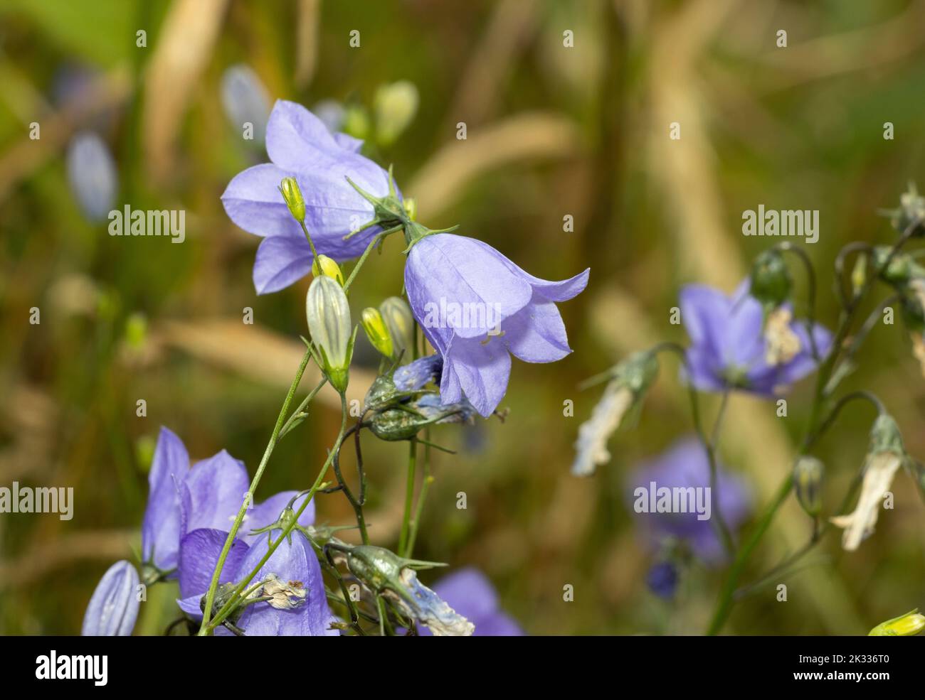 A flower of the British summer, the Harebell delicately nods its bell-shaped flowers in the breeze. They prefer calcareous soils and grassy heaths Stock Photo
