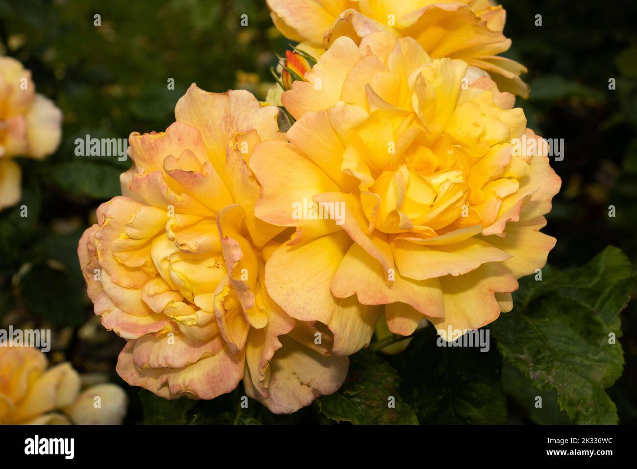 The rich colours of the Julia Rose make it a very popular variety with horticulturalists. The flowers cluster and produce buds several each season Stock Photo
