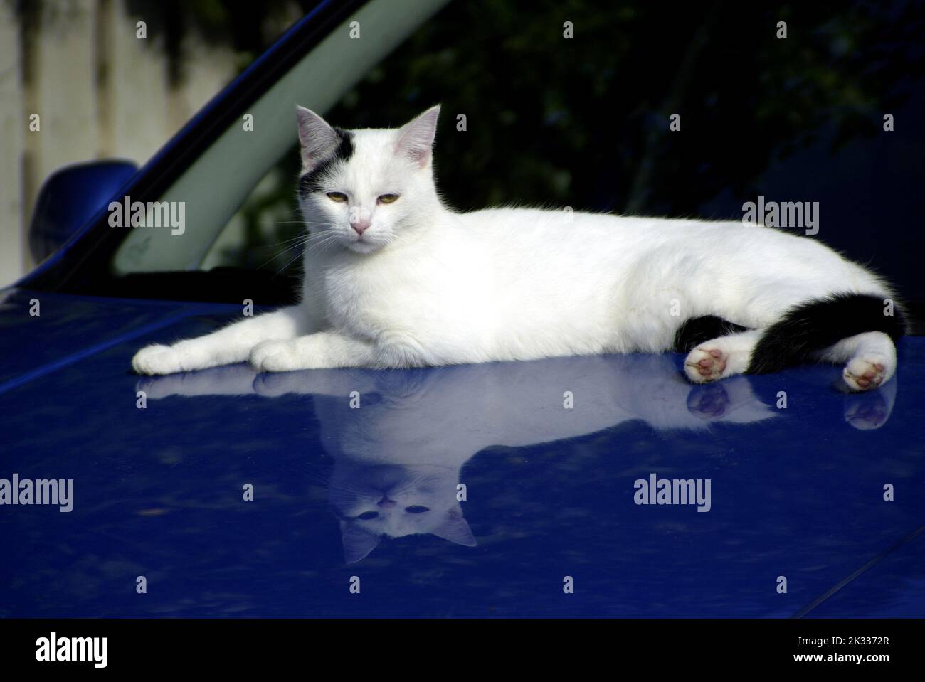 White cat laying on car bonnet. Stock Photo