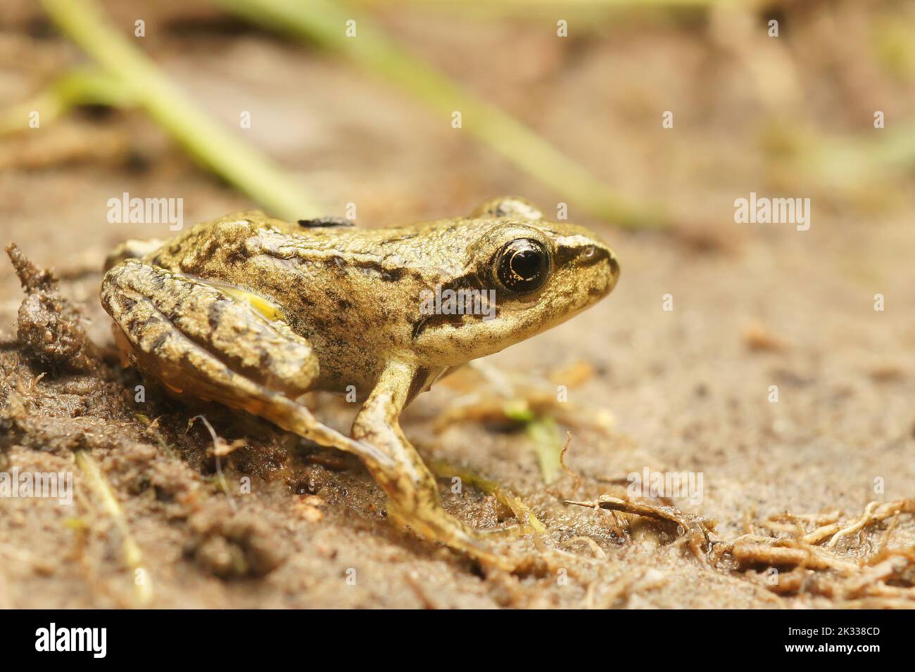 Closeup on small just metamorphosed froglet of hte Common European brown frog ,Rana temporaria Stock Photo
