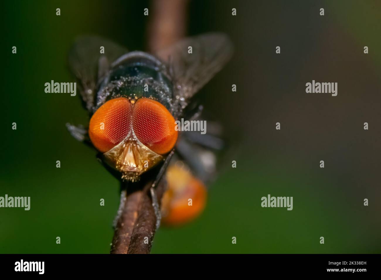 A macro shot of a green fruit fly Stock Photo - Alamy
