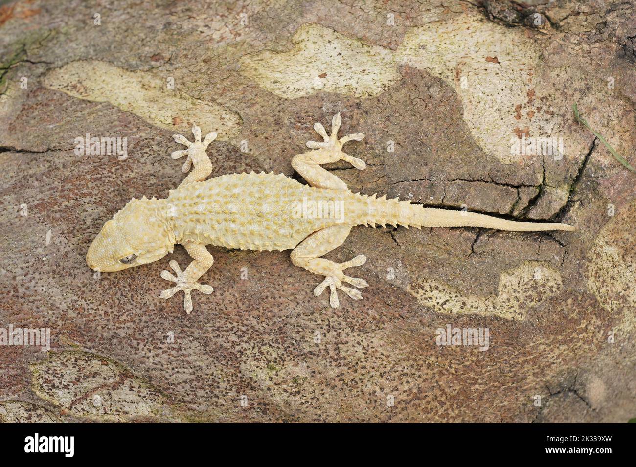 Detailed Closeup on a light colored adult European Common wall gecko, Tarentola mauritanica Stock Photo