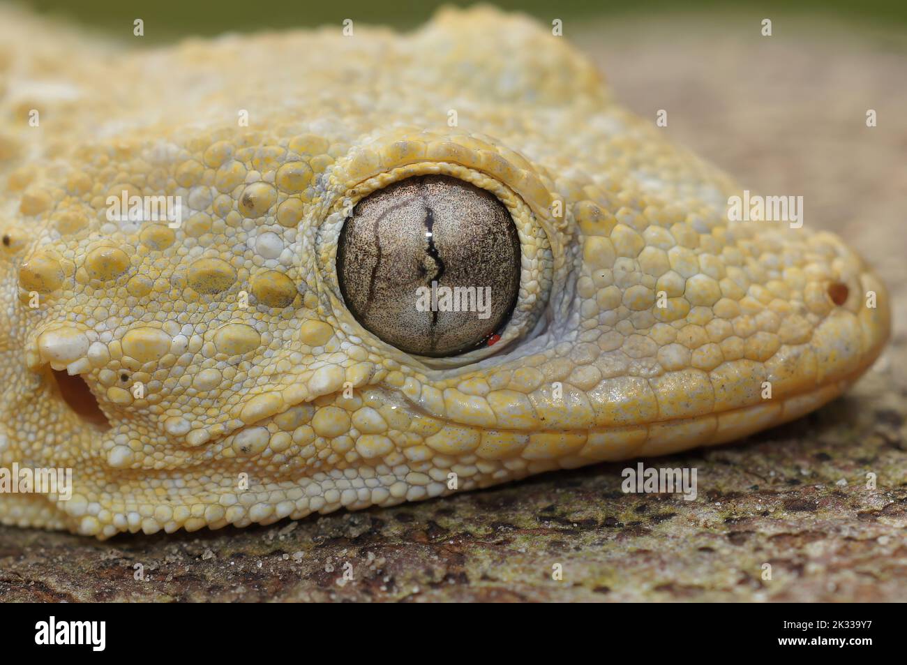 Detailed closeup on a light colored adult European Common wall gecko, Tarentola mauritanica Stock Photo