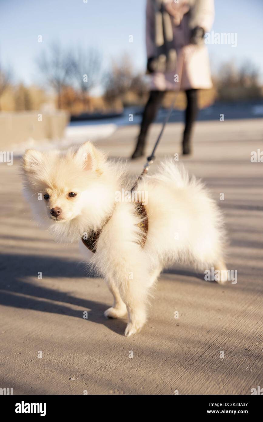 Close up cute small dog on leash in park Stock Photo