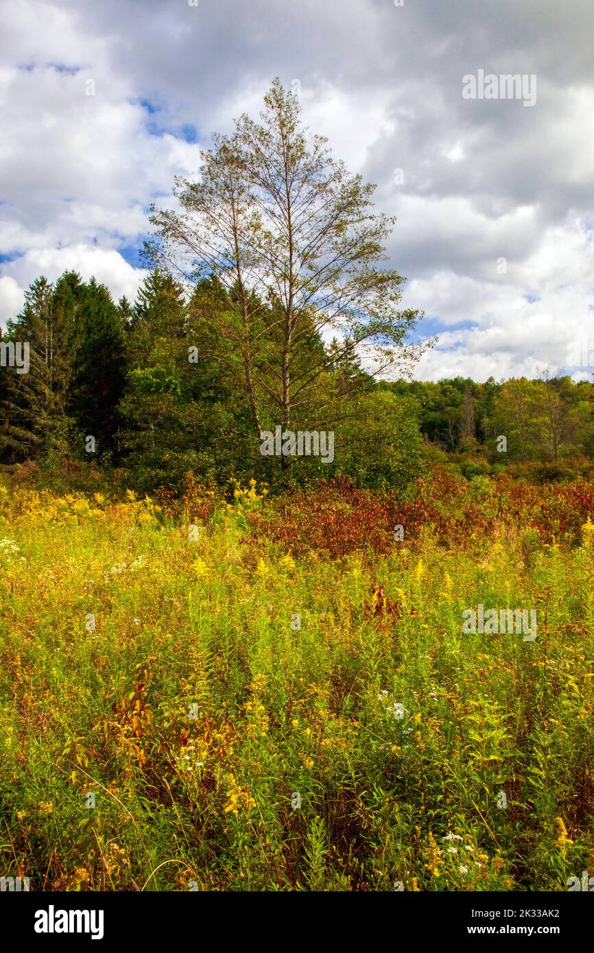 An old fiield meadow in late summer at the Varden Conservation Area in Wayne County, Pennsylvania Stock Photo