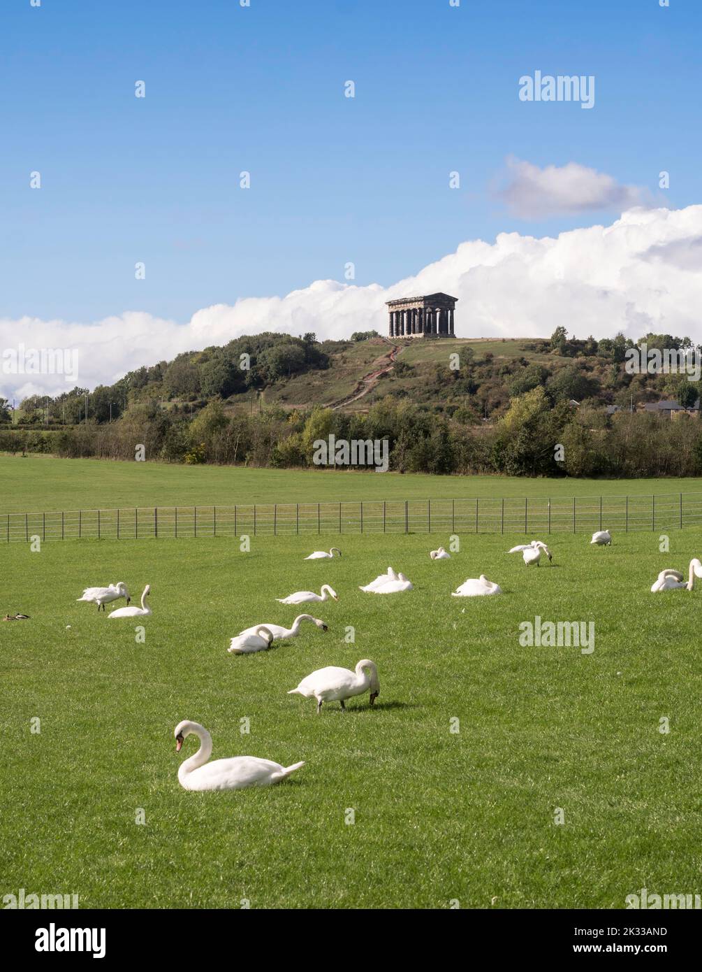 A flock of swans resting in Herrington Country Park with Penshaw Monument in the background, England, UK Stock Photo