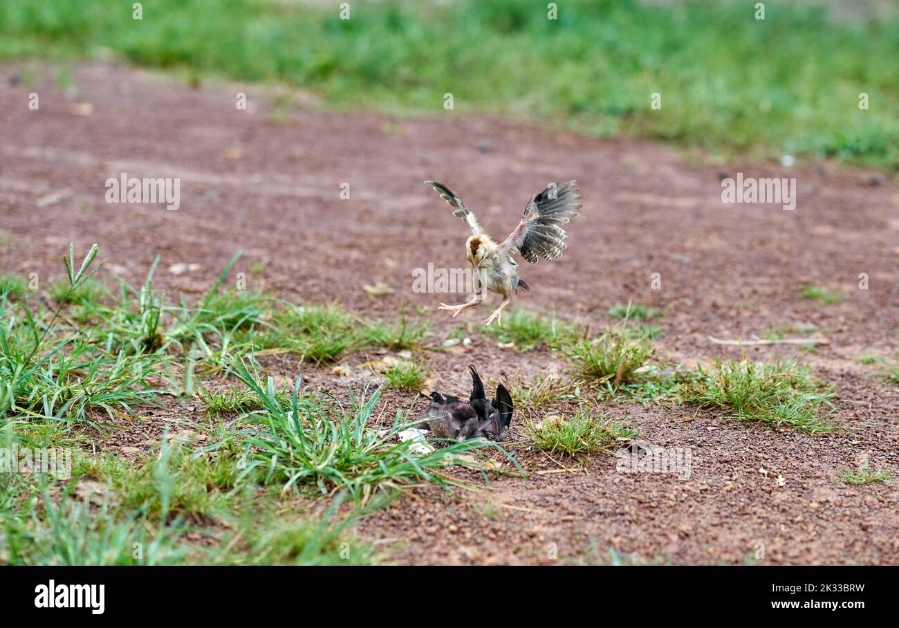 Baby chickens learn to fight each other on a free range farm. Stock Photo