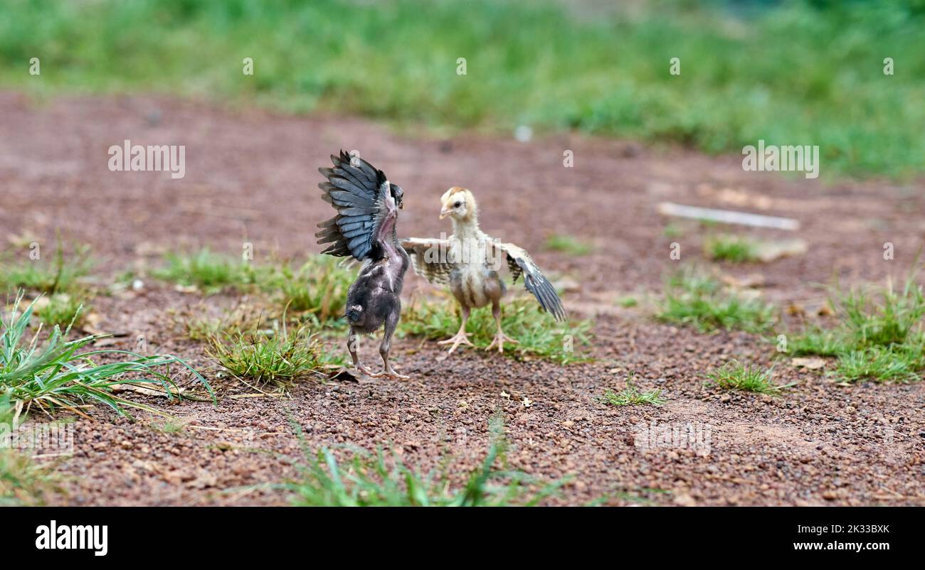 Baby chickens learn to fight each other on a free range farm. Stock Photo