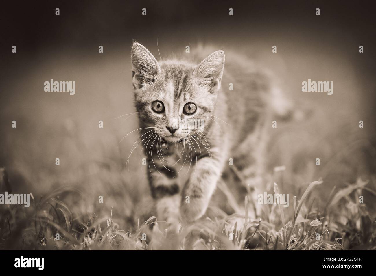 Young kitten walking on the grass looking at camera Stock Photo