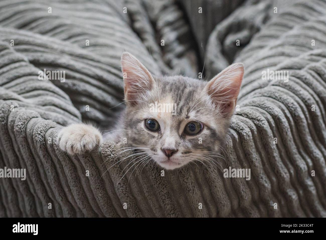 Small kitten resting on the sofa with eyes on camera Stock Photo