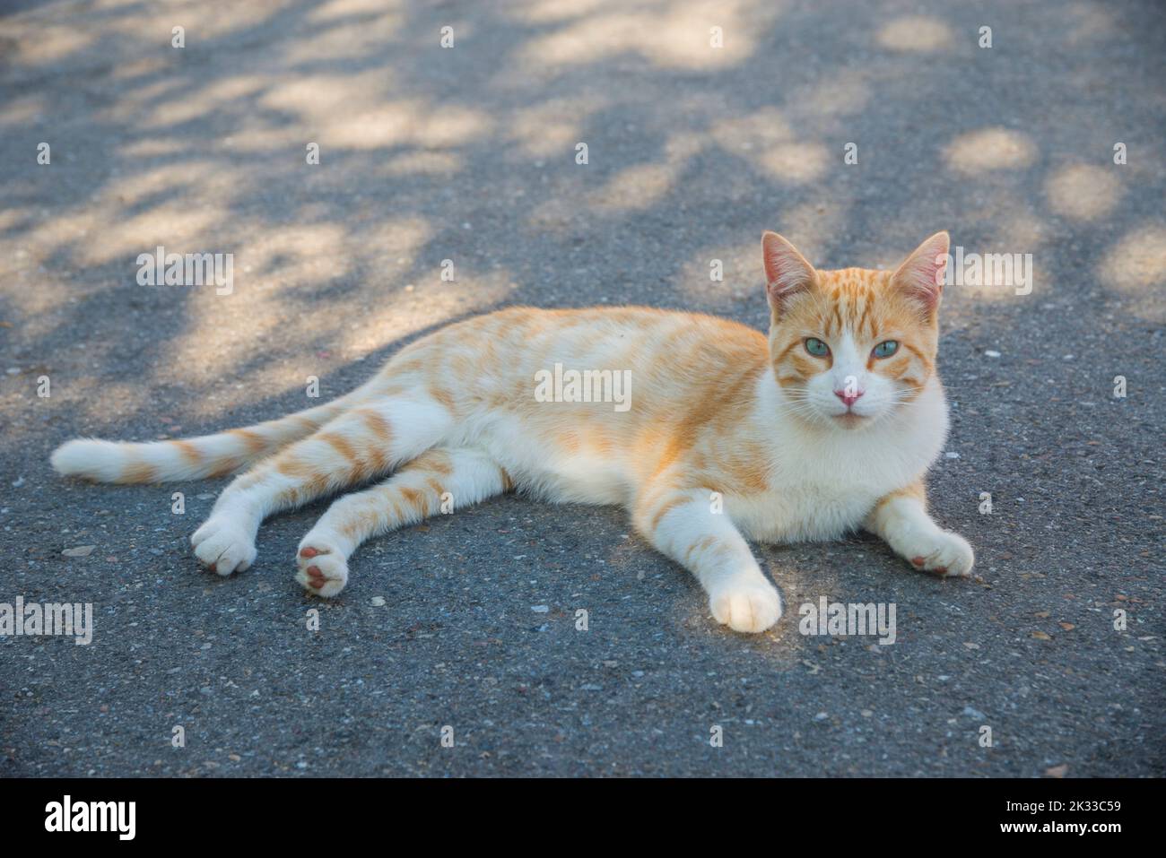 Tabby and white cat lying in the street. Stock Photo